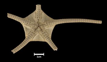 Media type: image;   Invertebrate Zoology OPH-454 Aspect: ventral